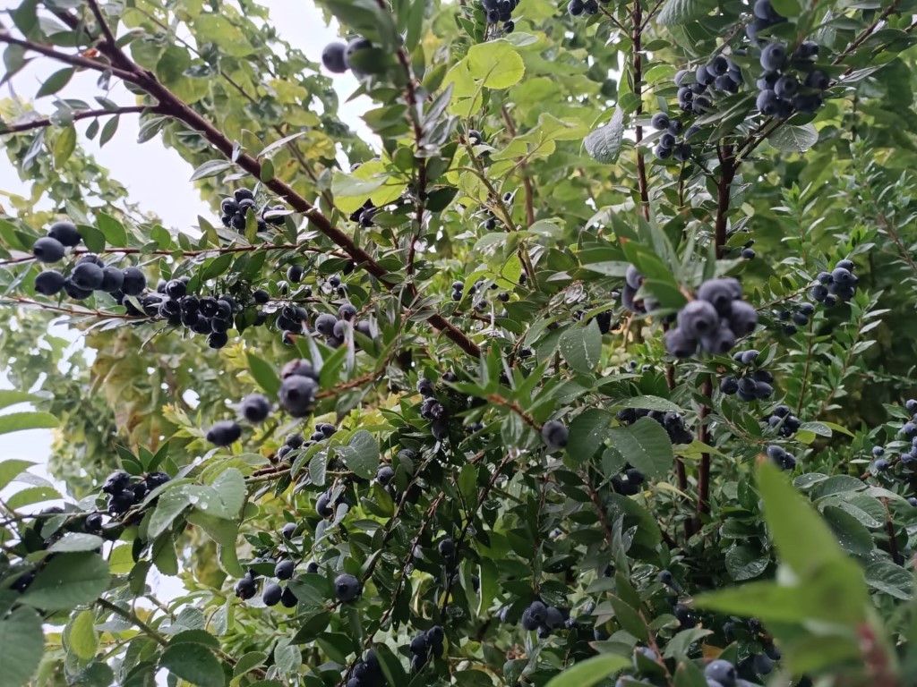 Omodos Village Grapes